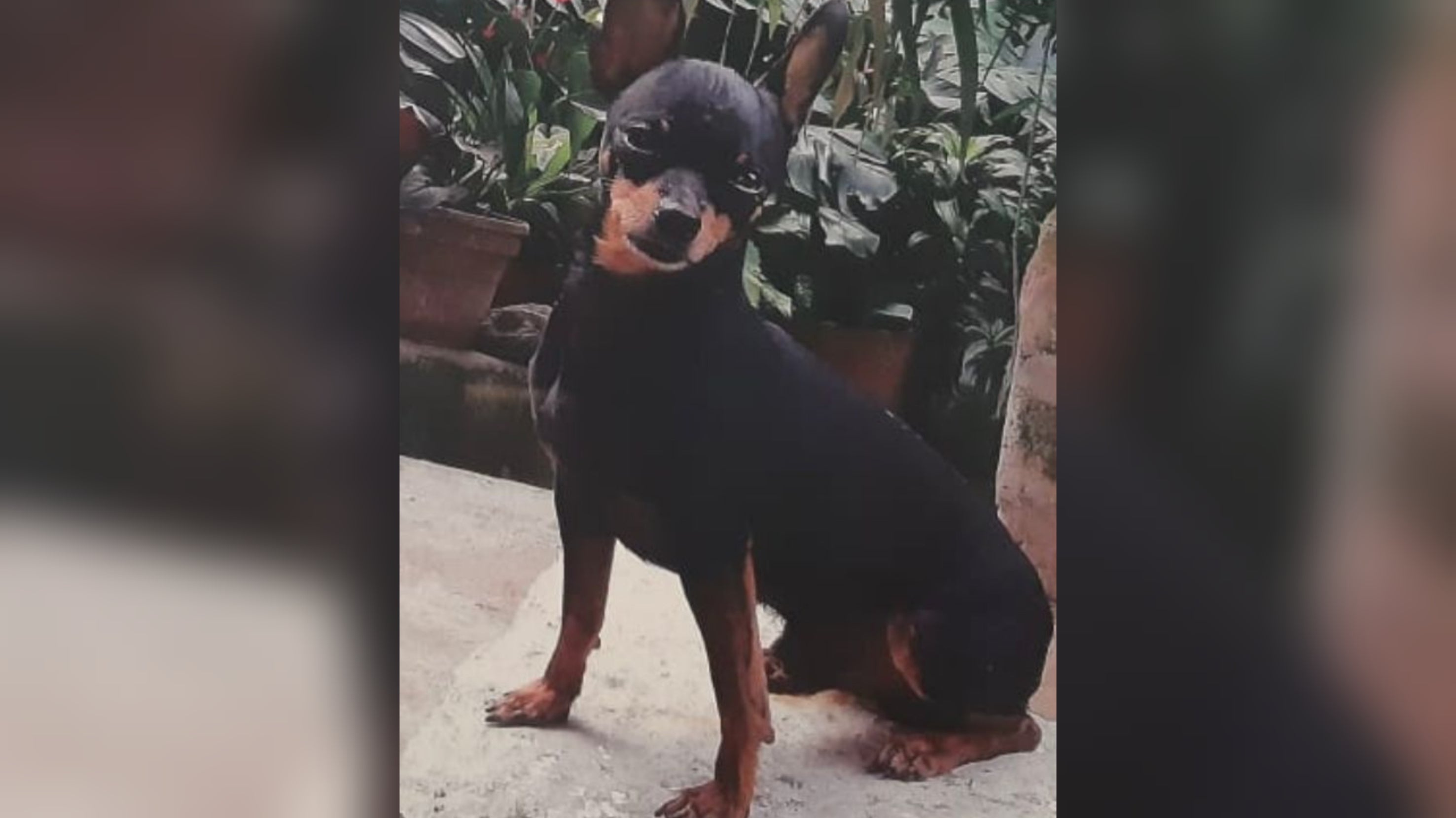 El camino falleció, luego de ingerir comida que el procesado habría dejado en el suelo.