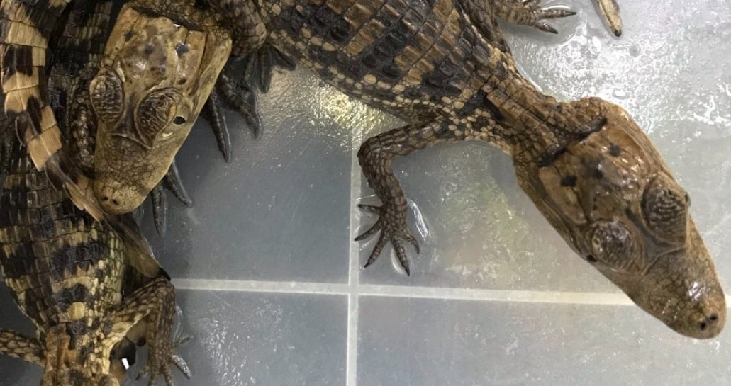Los animales fueron víctimas del tráfico ilegal de fauna silvestre