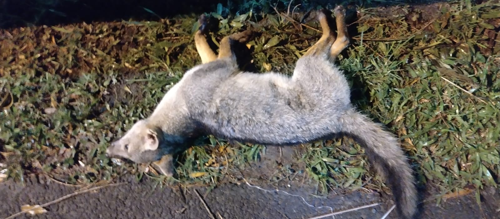 Ya son dos los animales que fallecen en similares condiciones en menos de 15 días en esta zona.