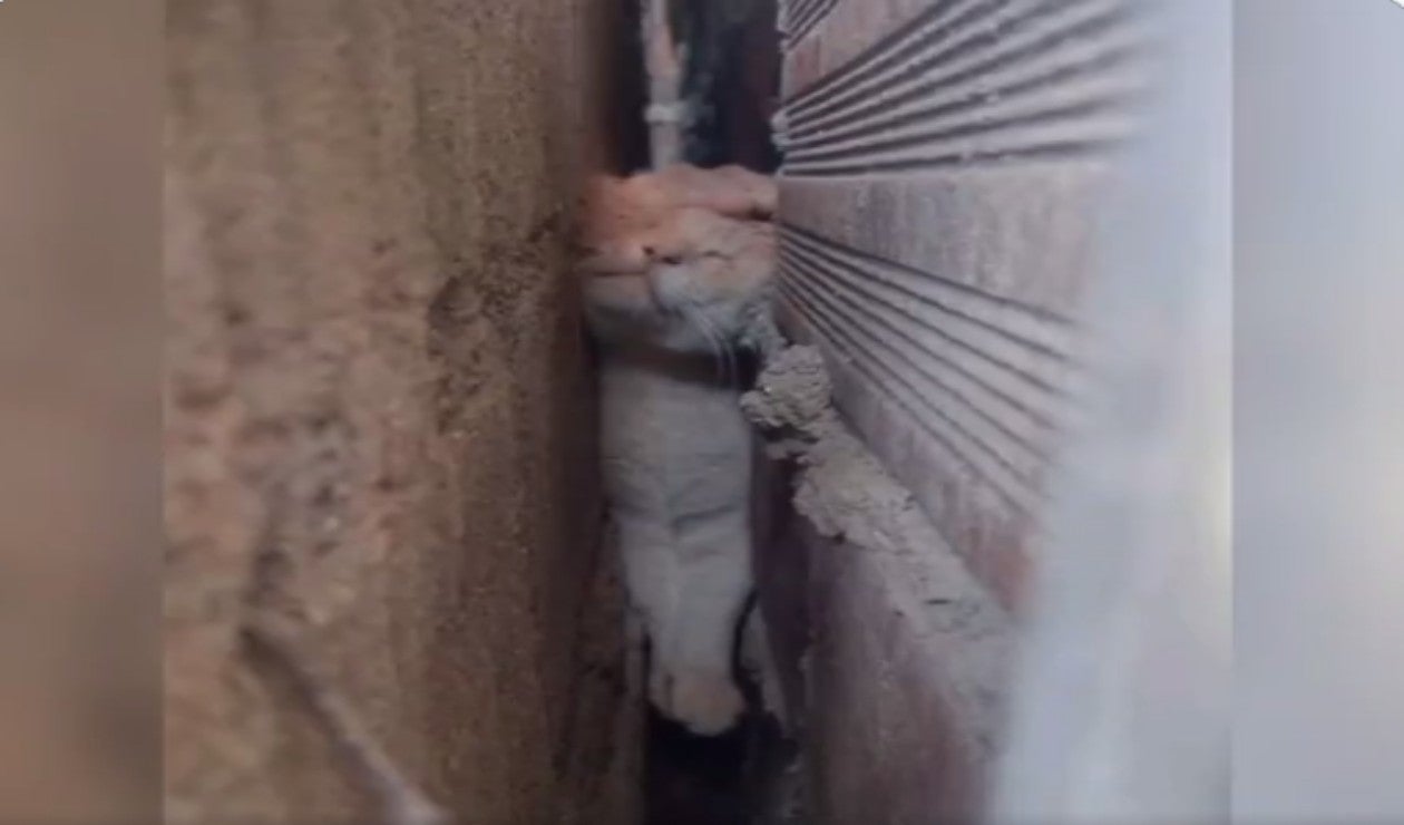 Así fue el rescate de un gato en Medellín luego de quedar atrapado entre dos muros en una vivienda