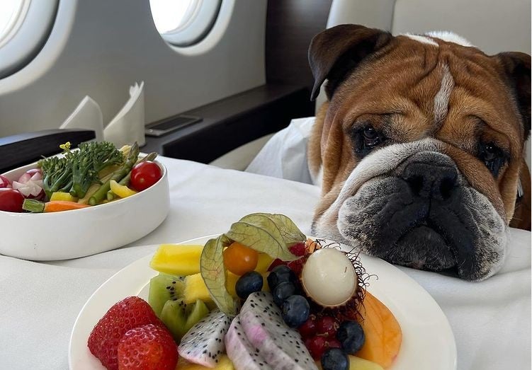 Perro de Lewis Hamilton, Roscoe