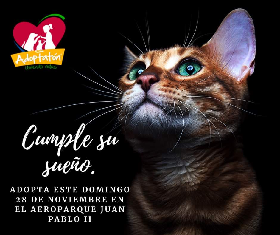 100 perros y gatos que estarán esperando por ser adoptados.