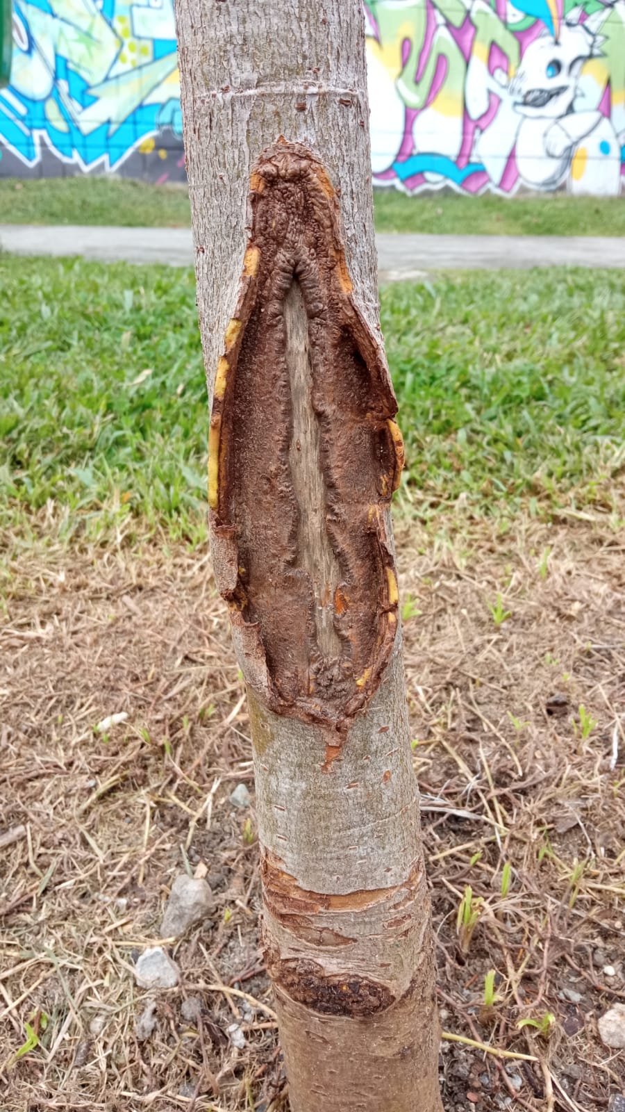 Virgen se le apareció a un policía en tronco de árbol en San Javier