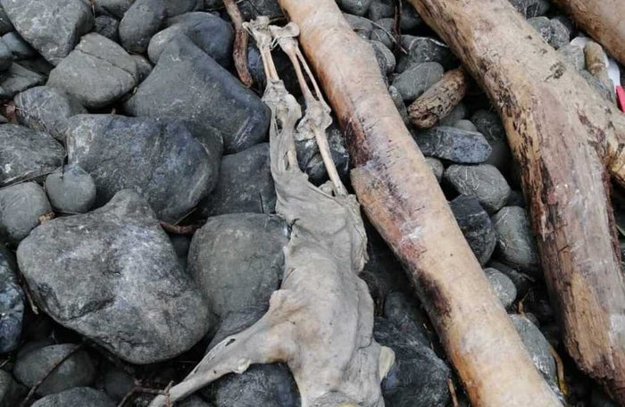 Cadáveres de migrantes en las playas de Juradó, Chocó.