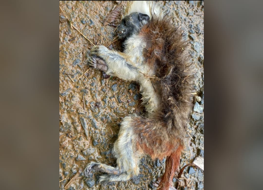 Un depredador no tuvo piedad con un mono tití y lo mató en el occidente de Medellín