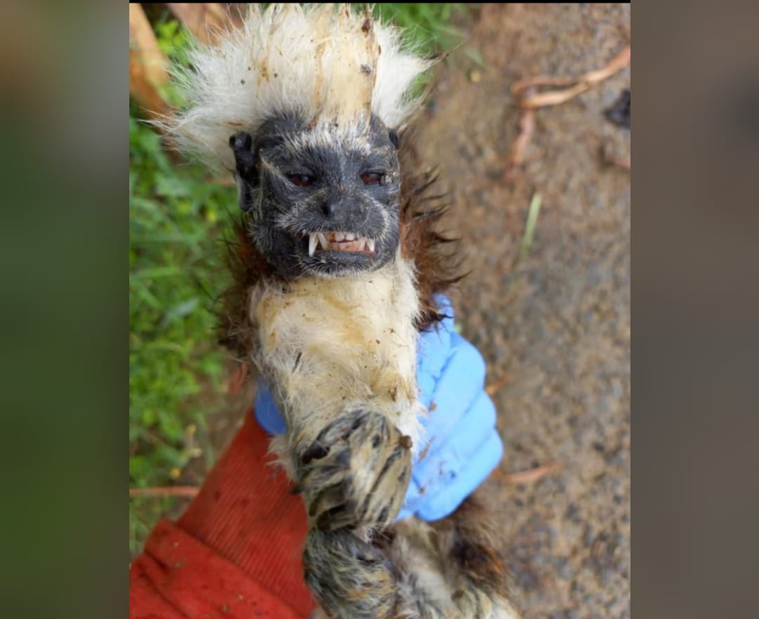 Un depredador no tuvo piedad con un mono tití y lo mató en el occidente de Medellín