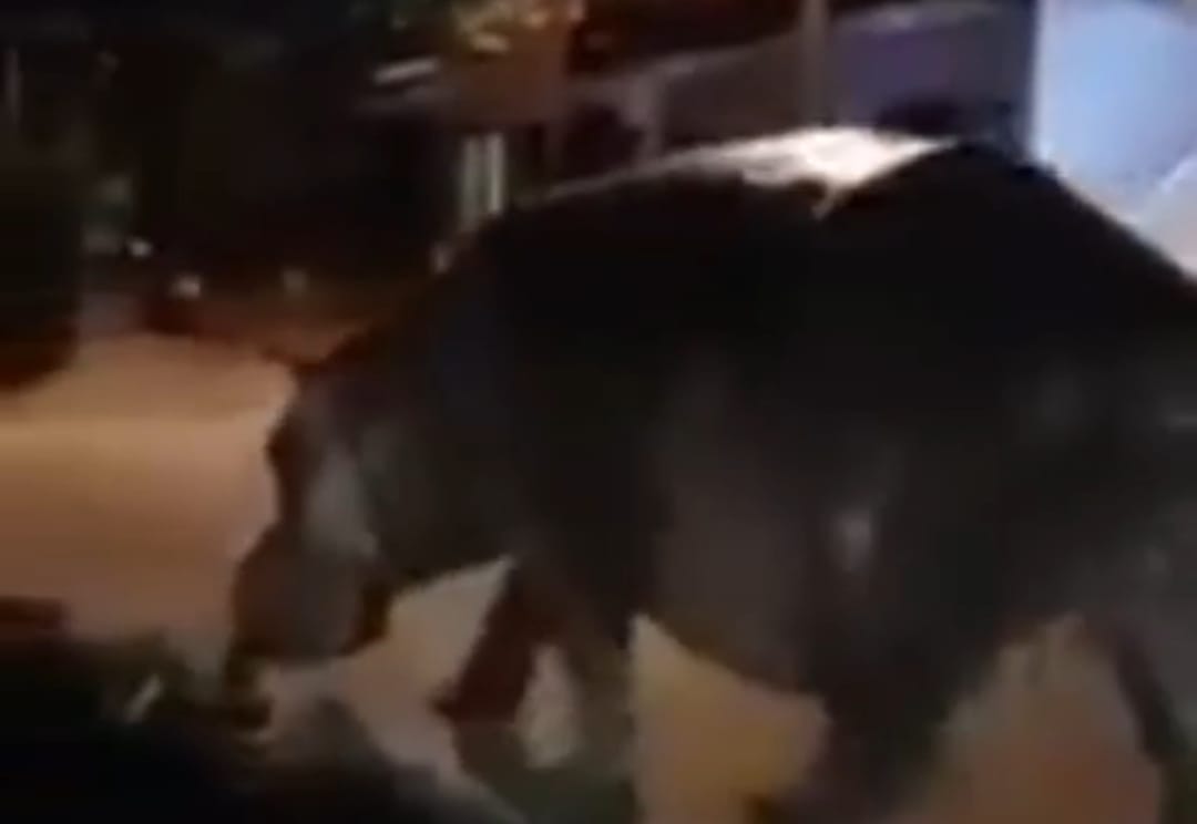 [Video] Los hipopótamos merodean por las calles como 'Pedro por su casa'