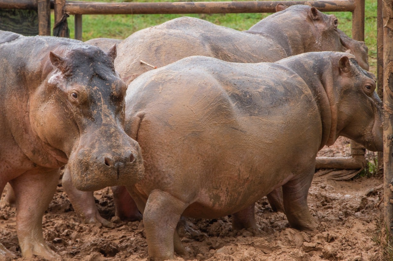 Referencia hipopótamos Magdalena Medio.