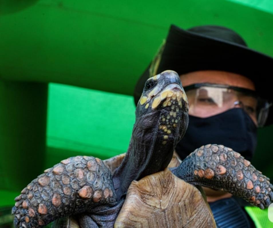 En Medellín han rescatado 290 animales silvestres