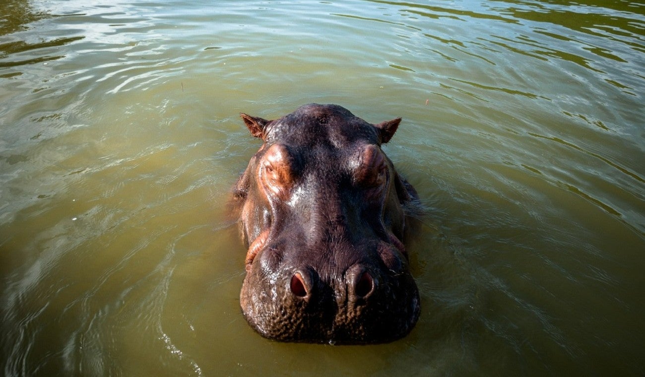 Hipopótamos