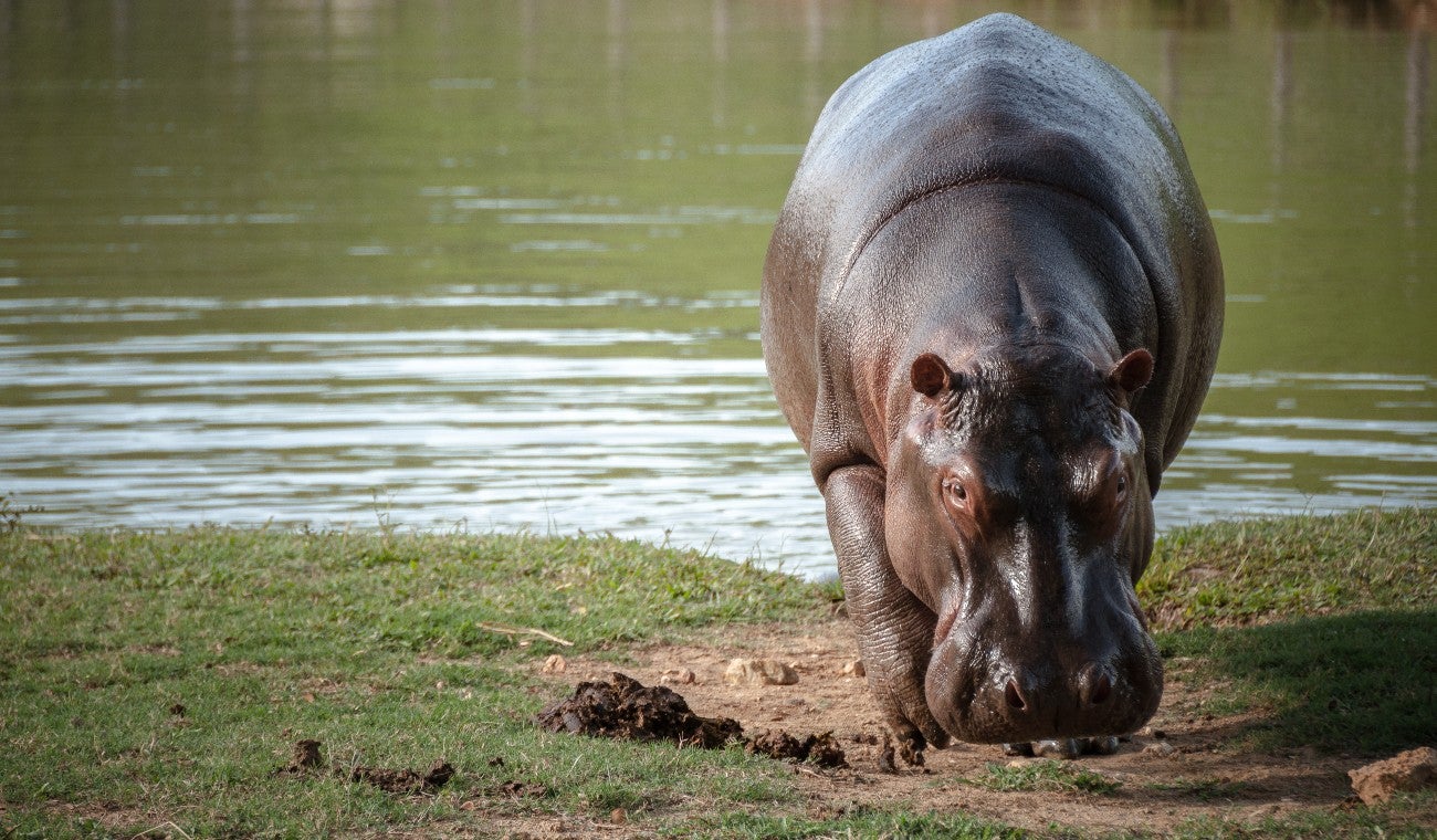Hipopótamos