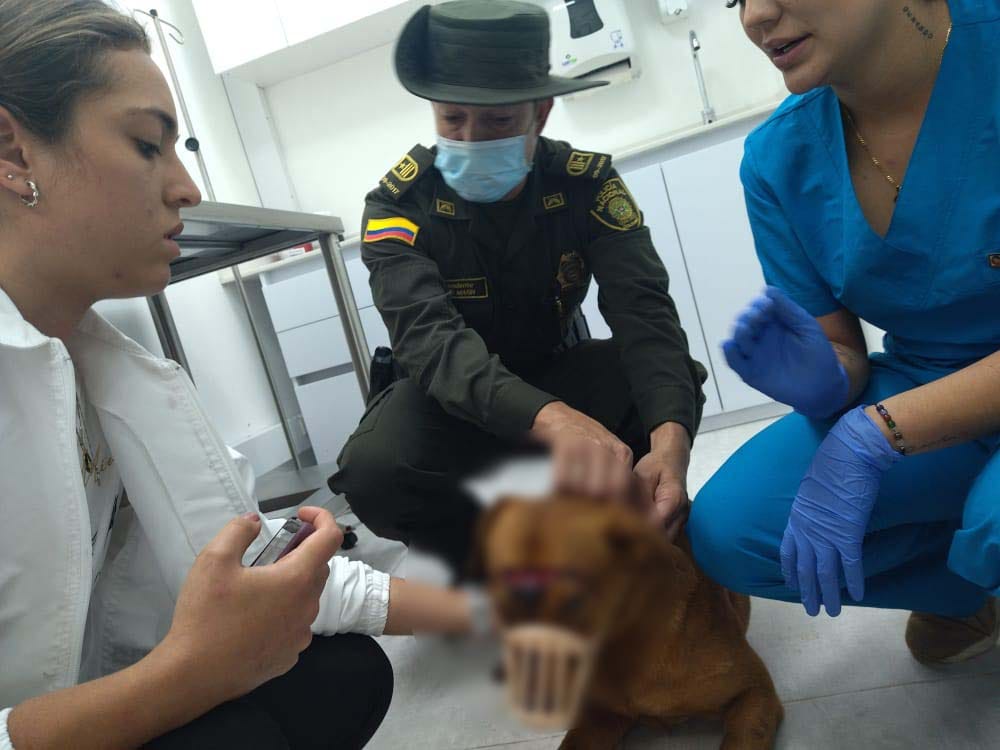 Desalmado le cortó el cuello a su perro con una pulidora en Bello, Antioquia