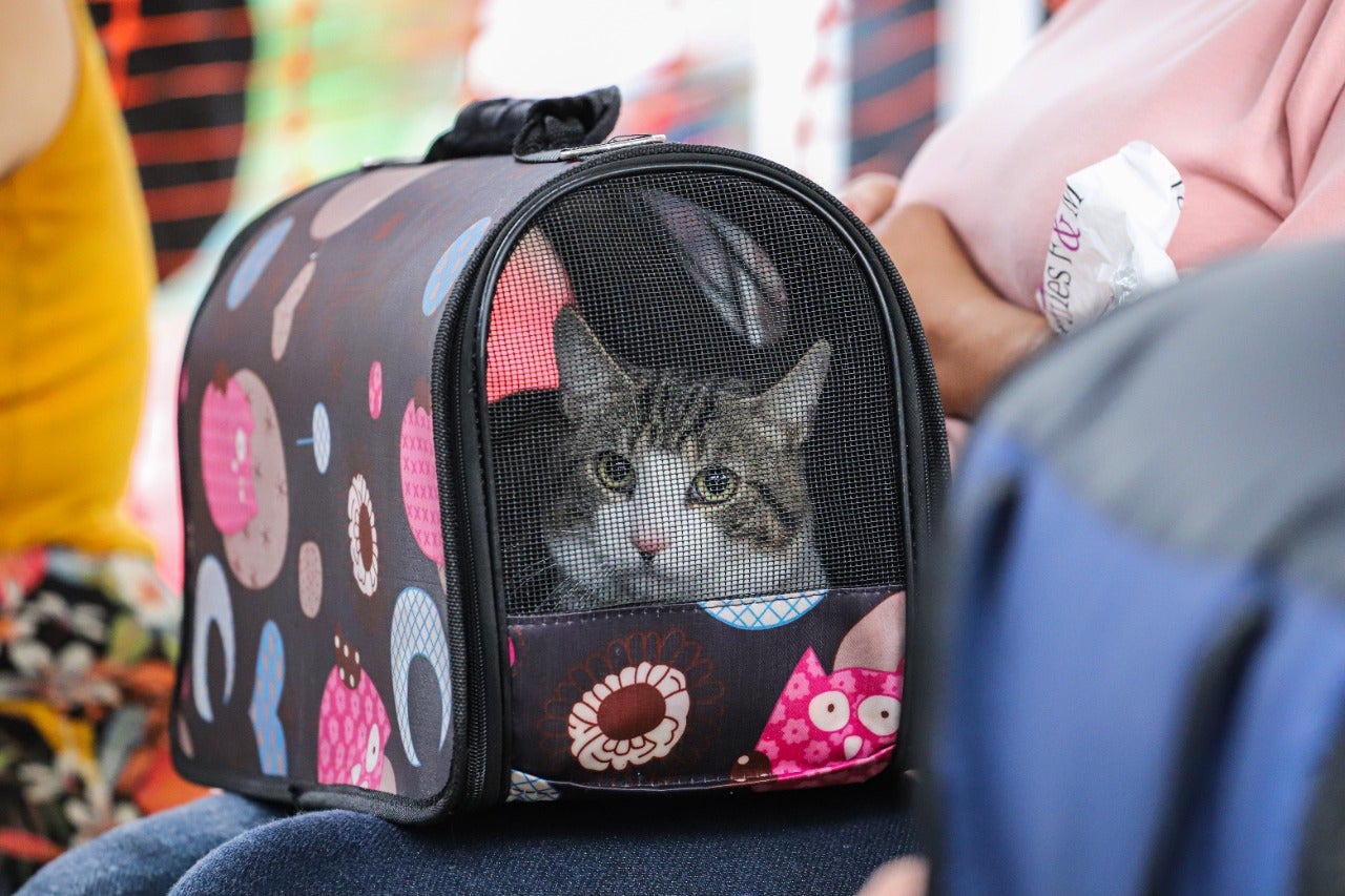 Estos animales de compañía no viajaban con las condiciones requeridas.