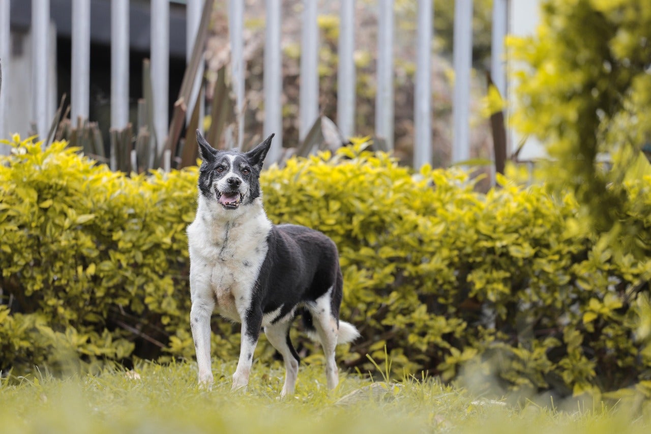 En la ciudad hay más de 1.300 mascotas para adopción