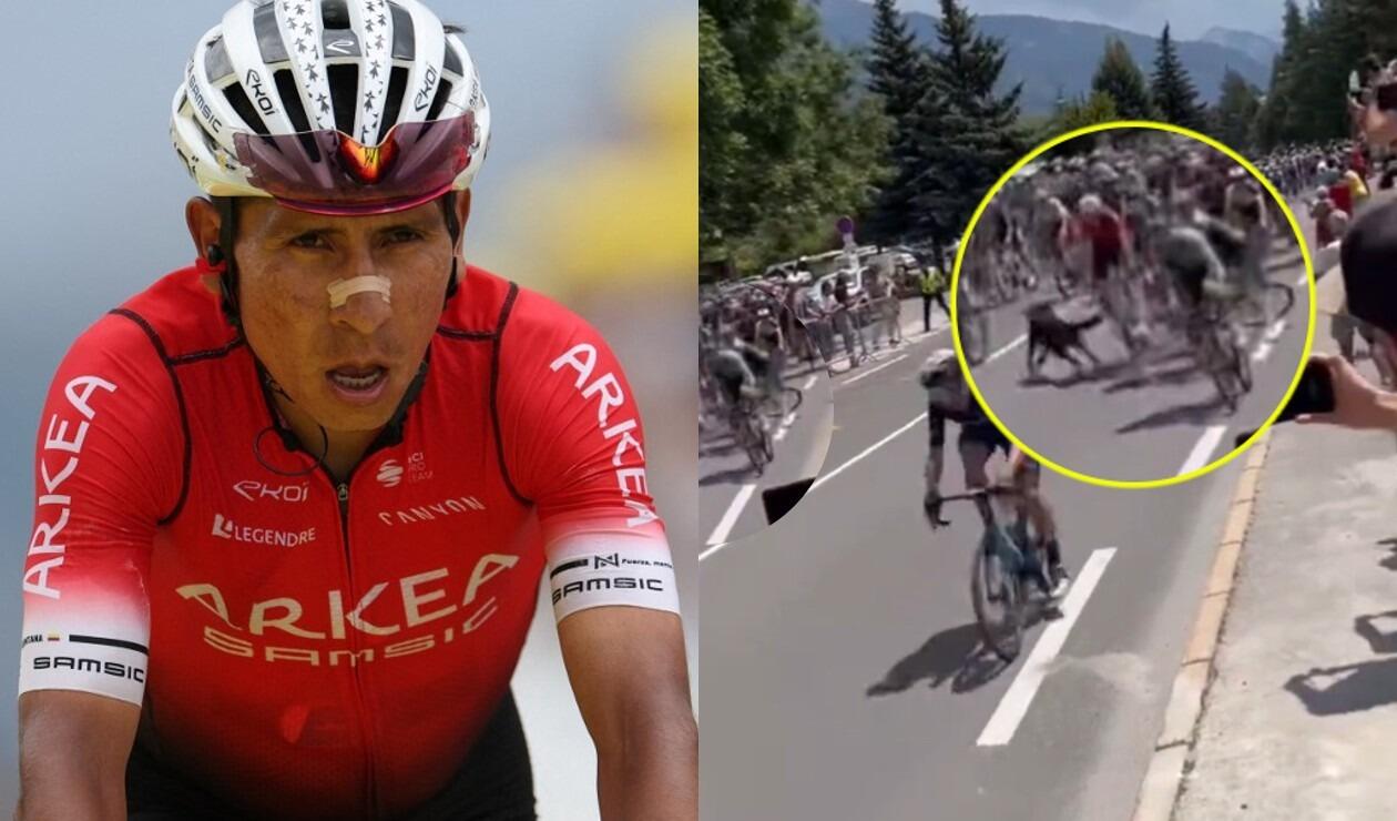 Un perro se metió a una etapa del Tour de Francia y causó tremendo despelote
