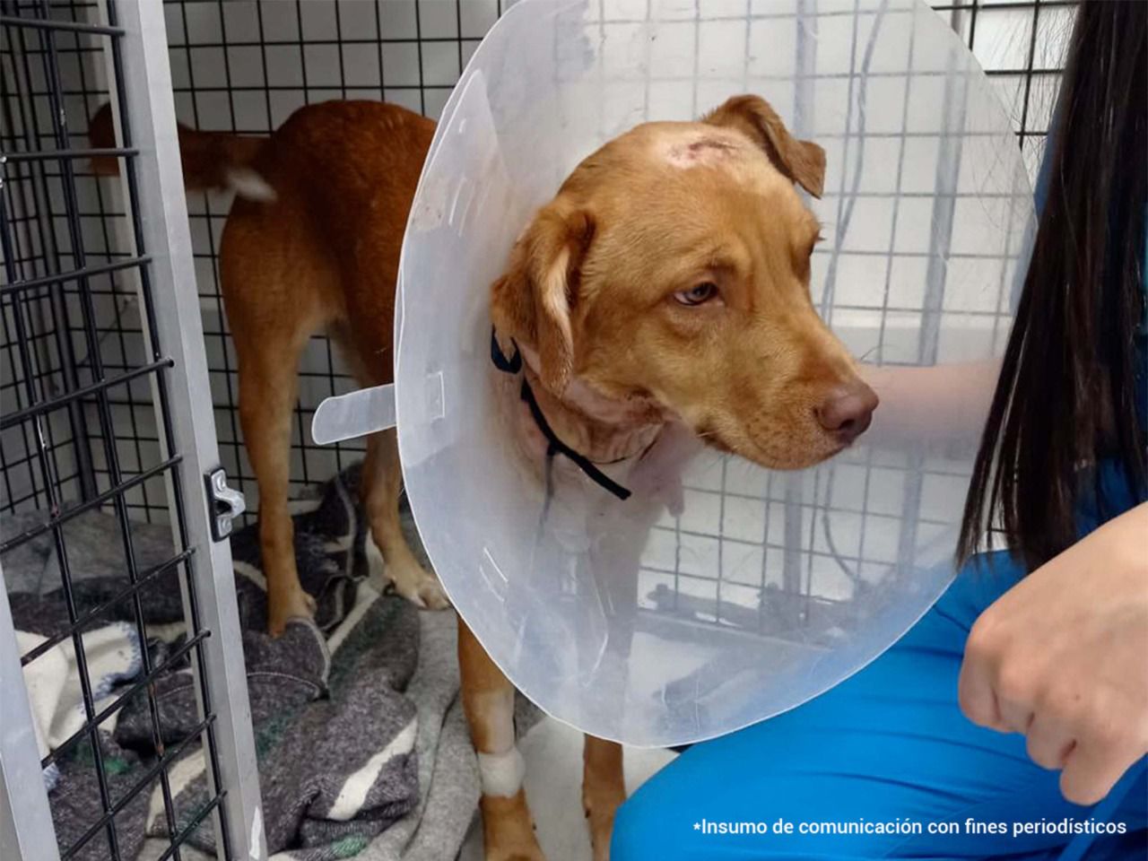 La fiscalía le imputó el delito de Maltrato Animal agravado