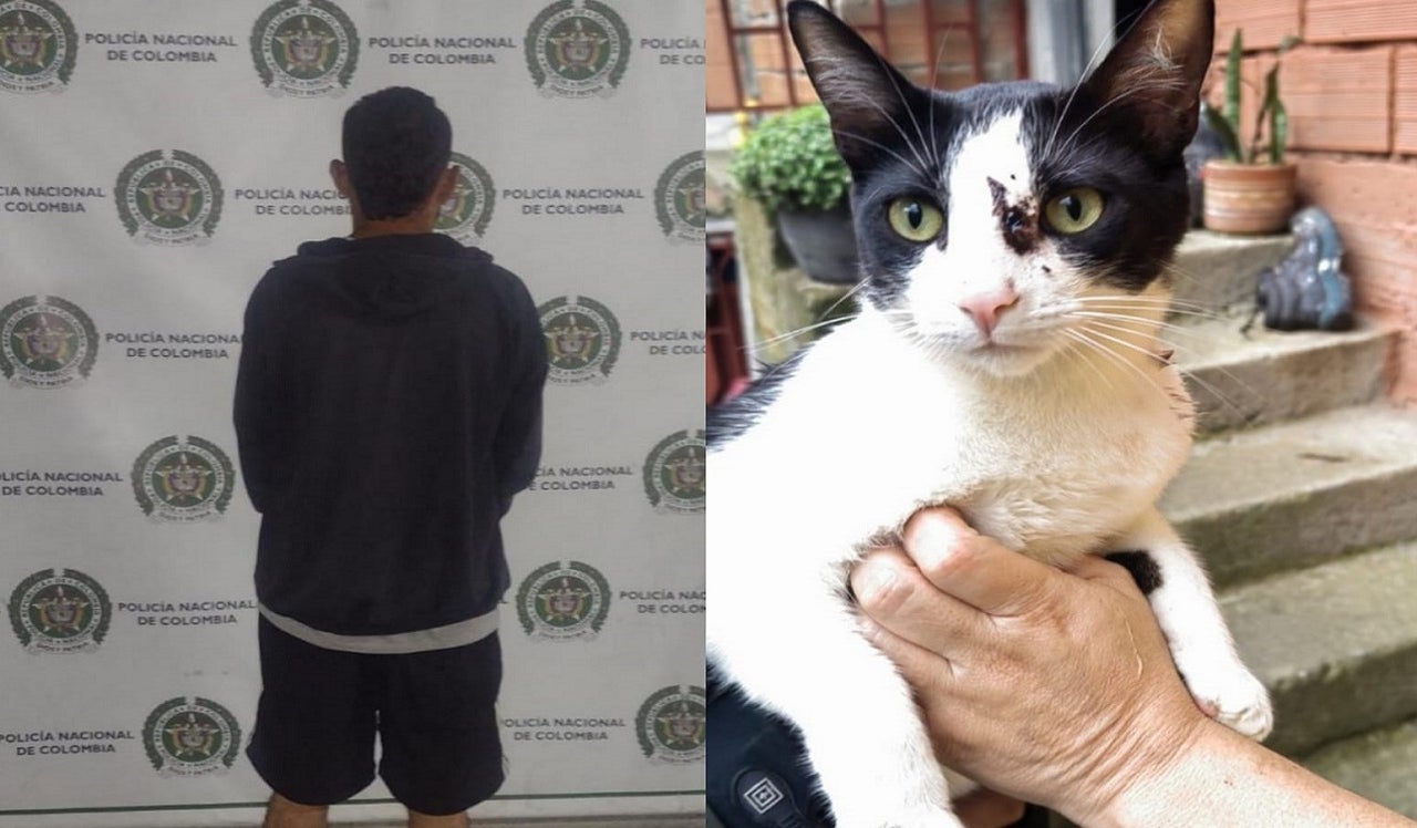 Noticias Medellín: Capturan a hombre por maltratar a un gato