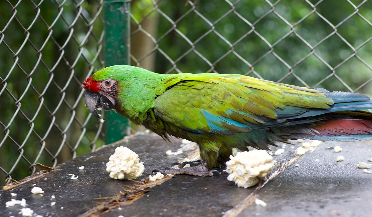 Diez animales silvestres, víctimas de la tenencia ilegal, fueron trasladados de Antioquia al Meta