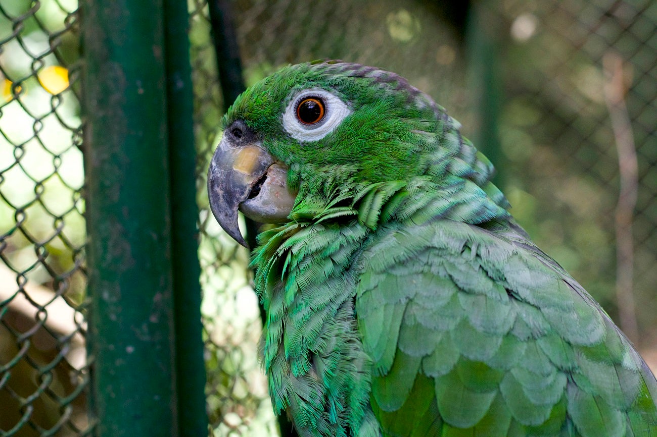 Diez animales silvestres, víctimas de la tenencia ilegal, fueron trasladados de Antioquia al Meta