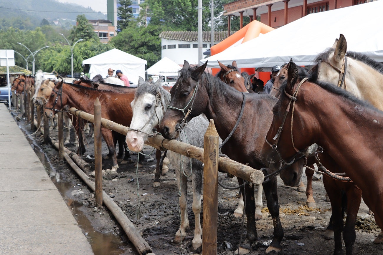 Implantaron microchips a 260 caballos de alquiler en Caldas, Antioquia