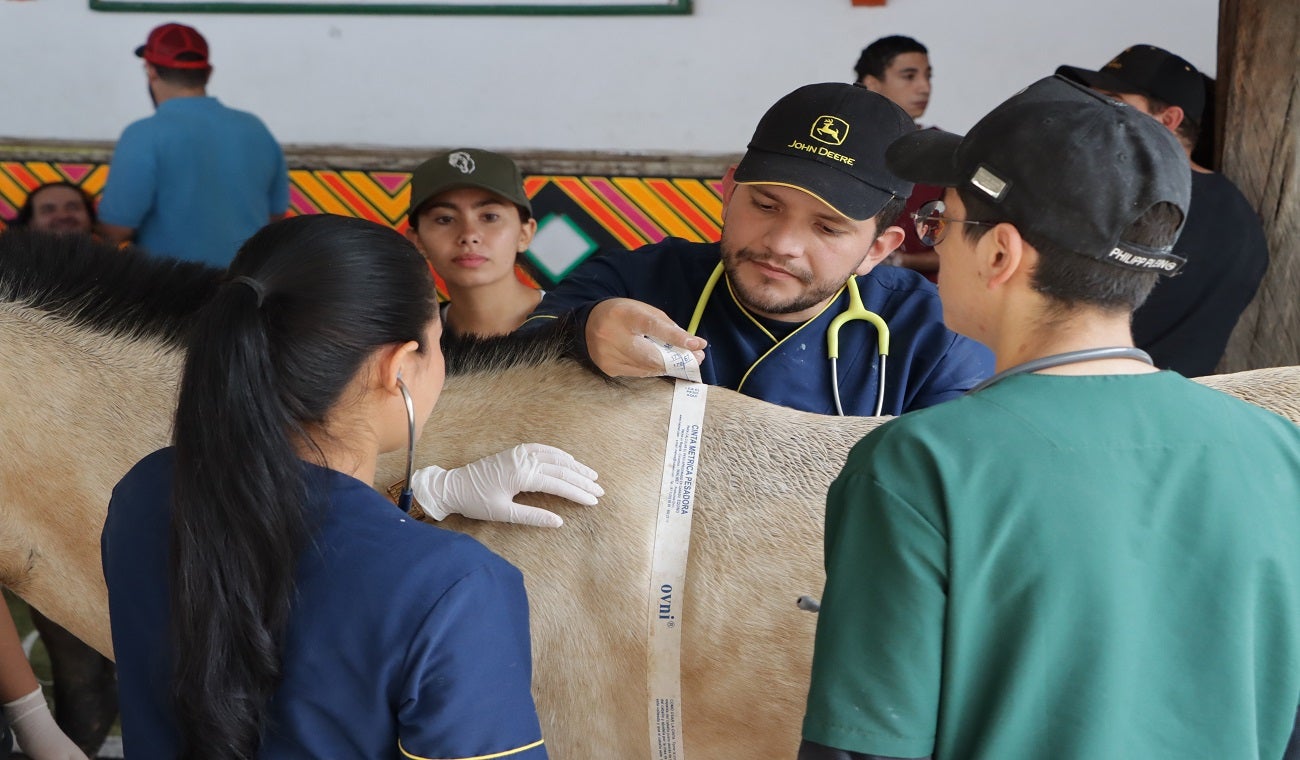 Implantaron microchips a 260 caballos de alquiler en Caldas, Antioquia
