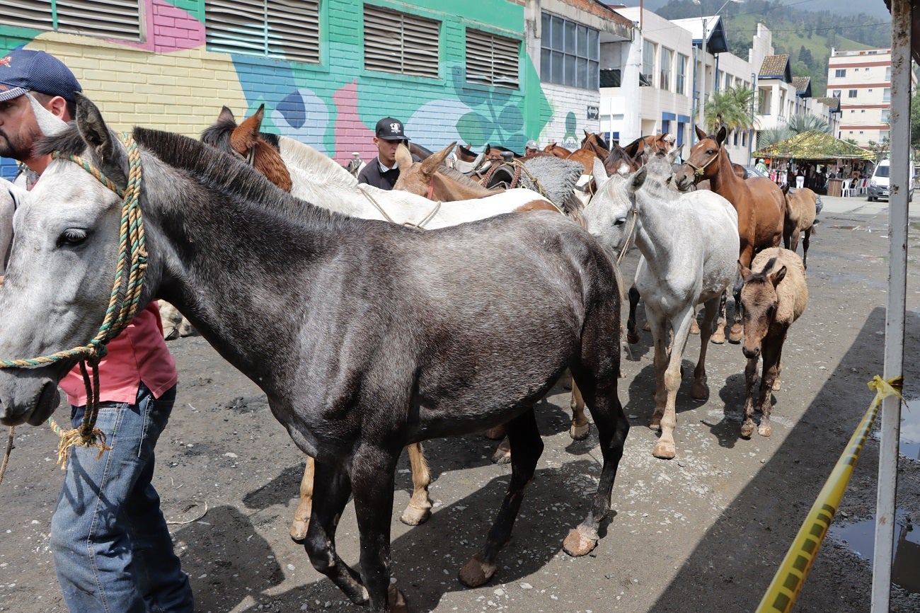 Implantaron microchips a 260 caballos de alquiler en Caldas, Antioquia