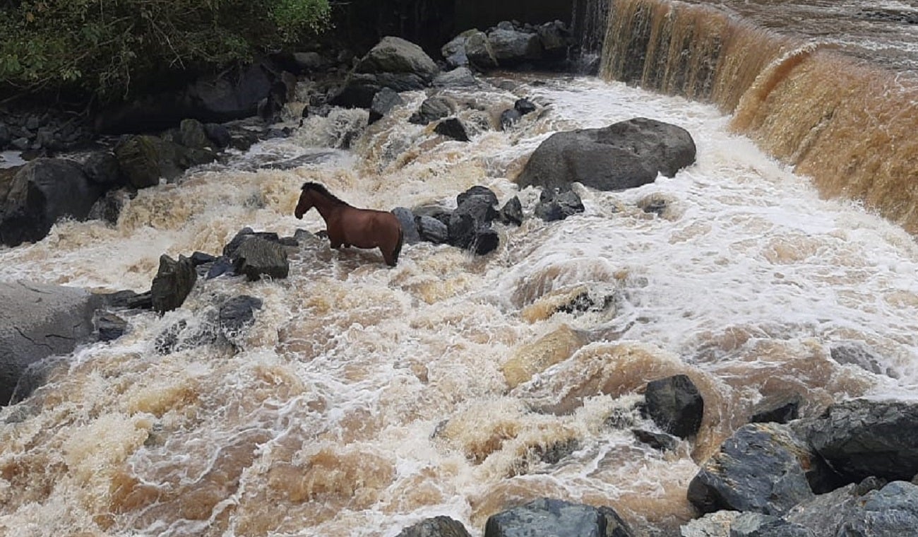 Rescate de un caballo en Antioquia