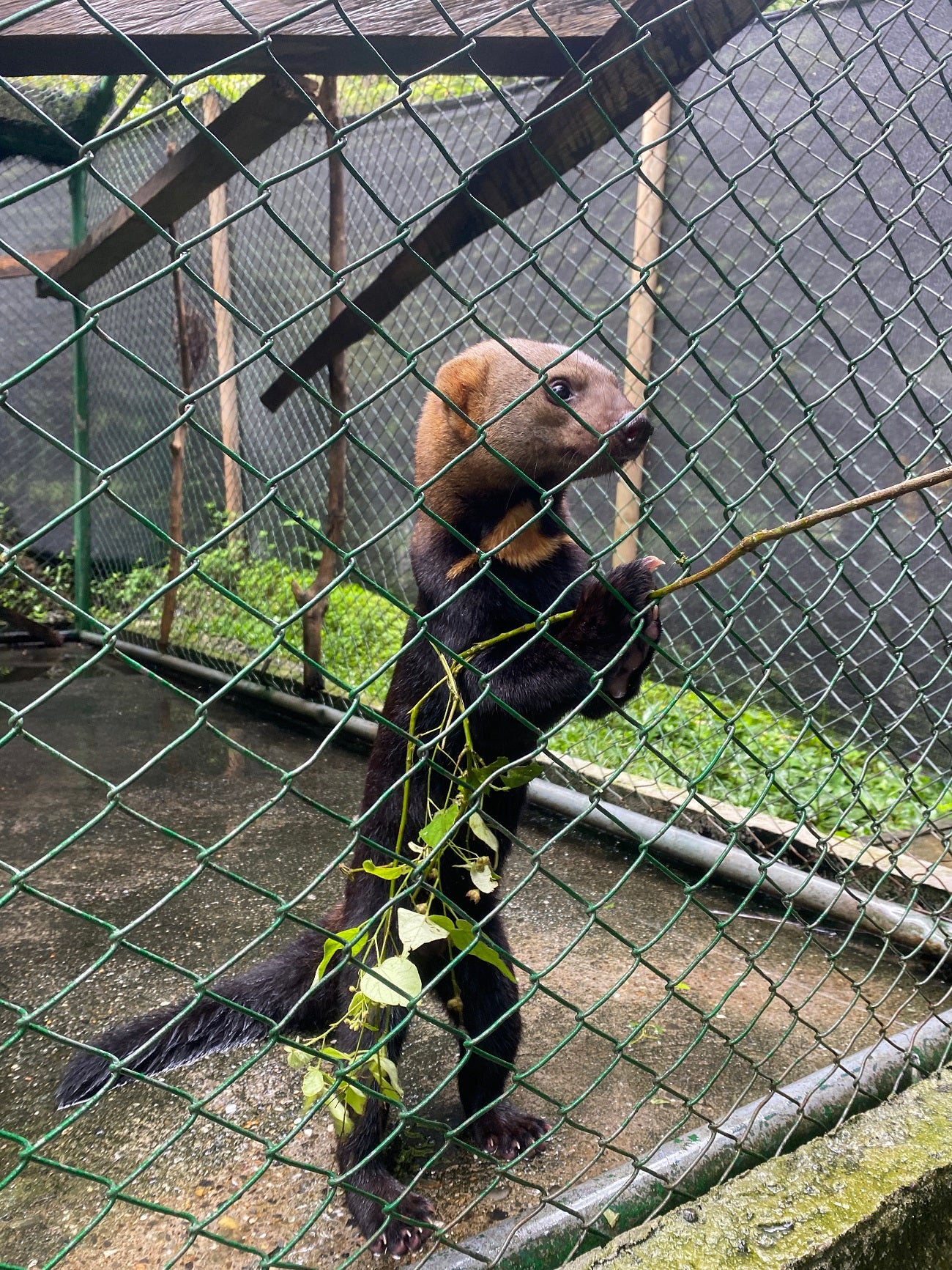 Diez animales silvestres, víctimas de la tenencia ilegal, fueron trasladados de Antioquia al Meta