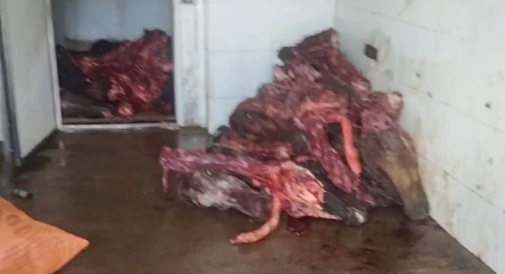 Atención: Carne descompuesta iba hacer vendida en Donmatías, Antioquia