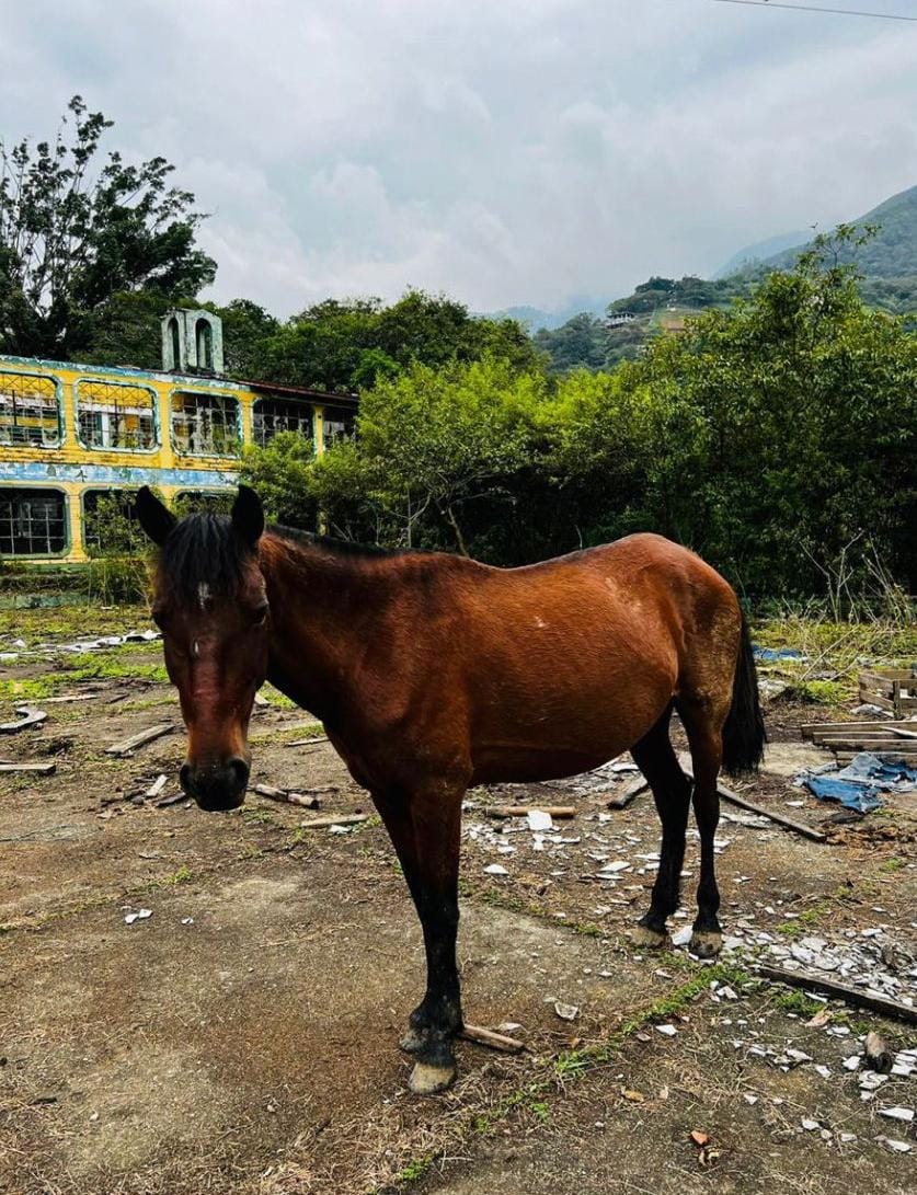 Caballos para la adopción en Antioquia
