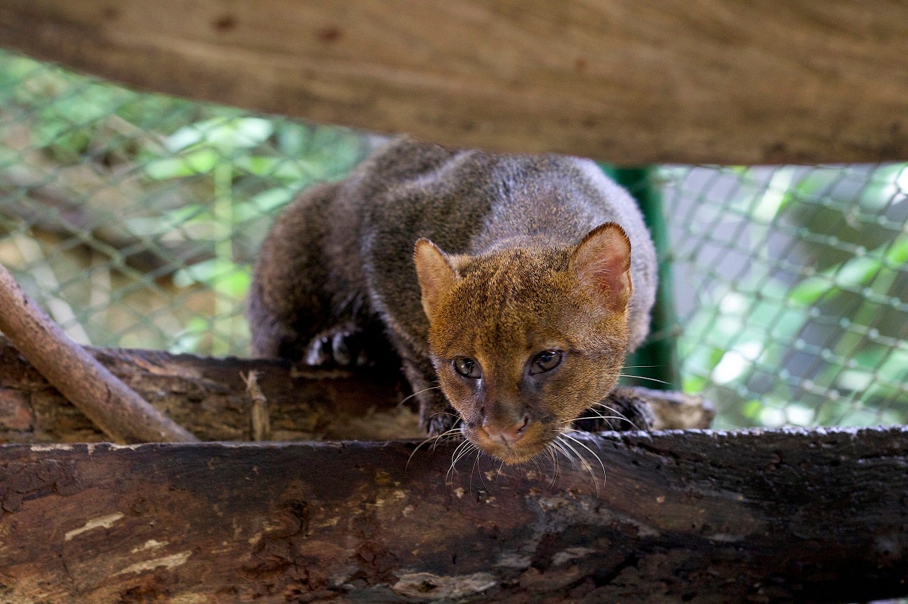 Diez animales silvestres, víctimas de la tenencia ilegal, fueron trasladados de Antioquia al Meta