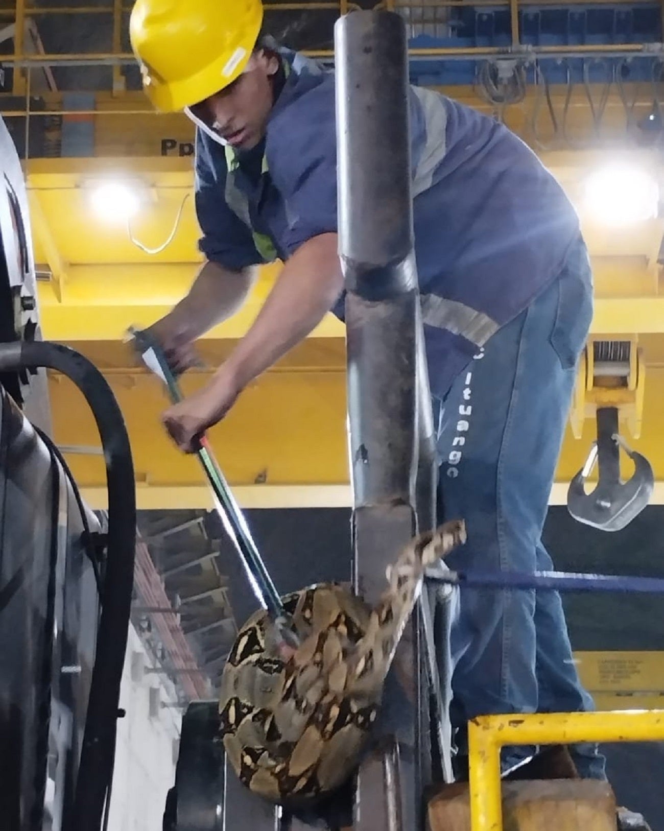 Hallan serpiente en la casa de máquinas de Hidroituango