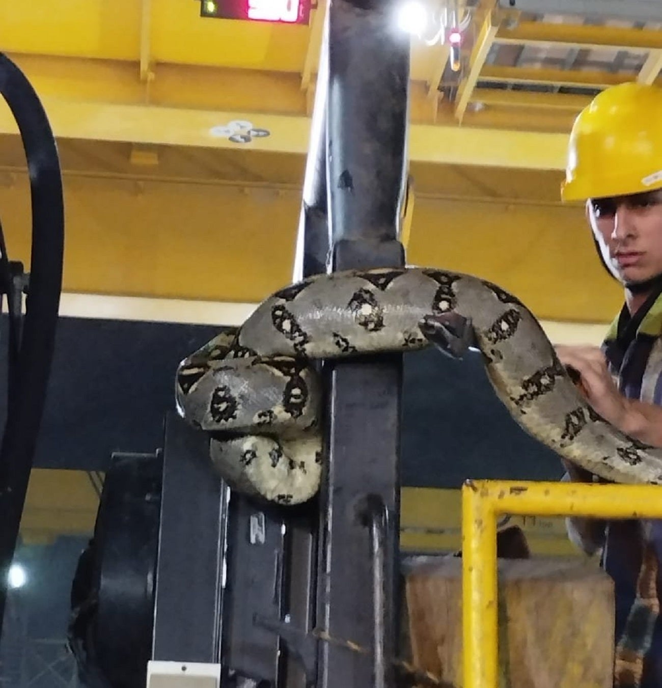 Hallan serpiente en la casa de máquinas de Hidroituango