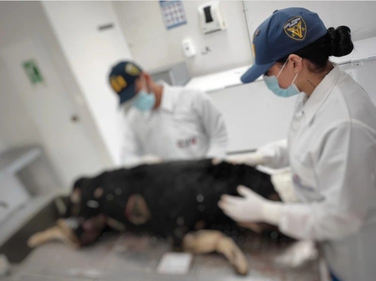 El cuerpo de “Coronel”reposa en una unidad forense animal de Medellín.