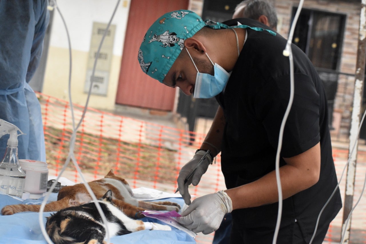 Más de 18.000 gatos y perros fueron esterilizados este año en Medellín