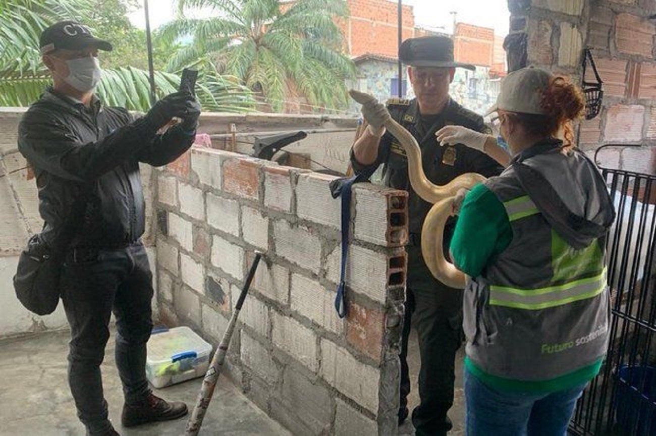 Incautación fauna silvestre en Medellín