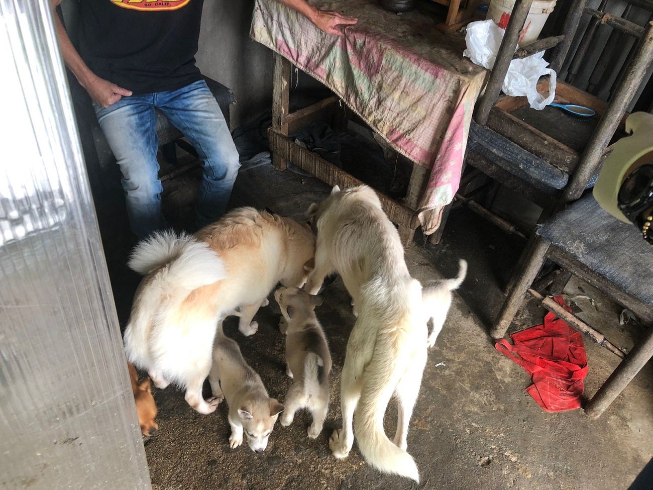 Rescataron a 11 perritos que estaban en pésimas condiciones en un criadero ilegal en Medellín