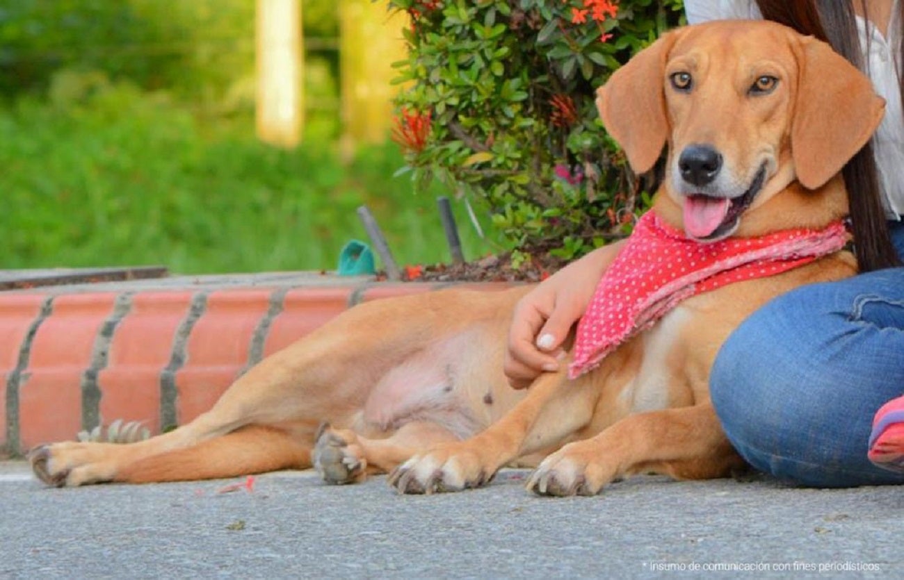A ‘Maya’ le amarraron sus genitales para que, supuestamente, no quedara en embarazo