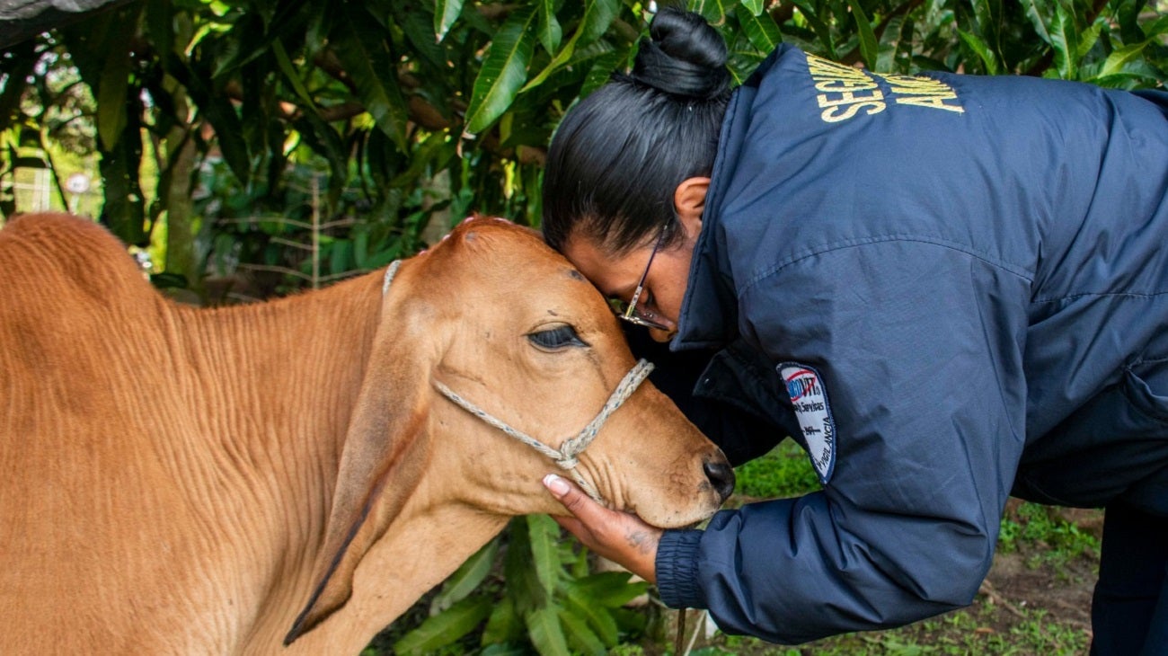 Adoptan ternero en el Politécnico Colombiano Jaime Isaza Cadavid