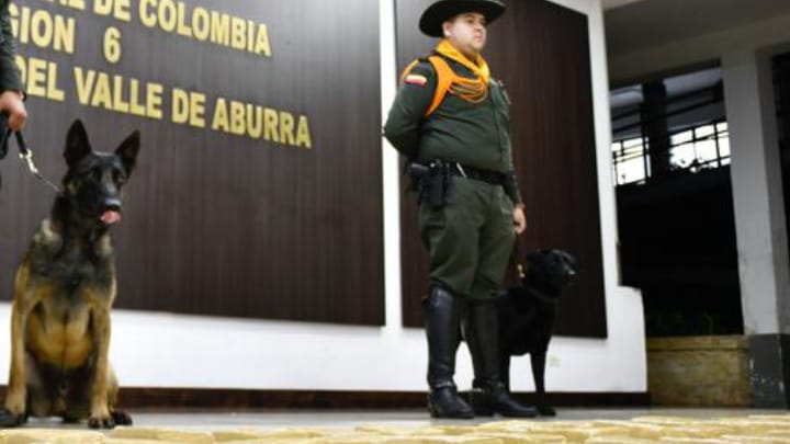 Caninos entrenados detectaron 280 kilogramos de marihuana en una empresa de encomiendas en Sabaneta, Antioquia.