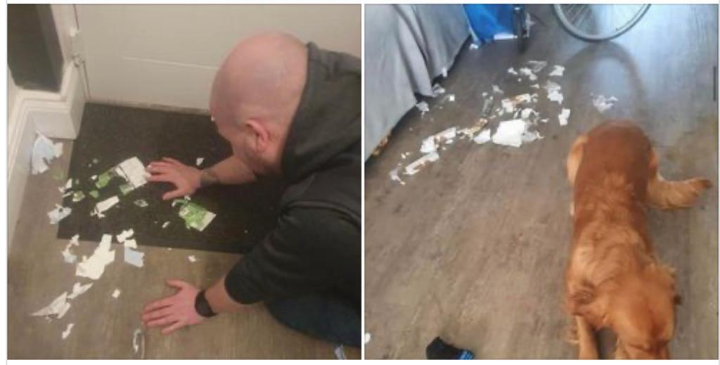 Hincha dice venderá su perro porque se comió las boletas de un partido