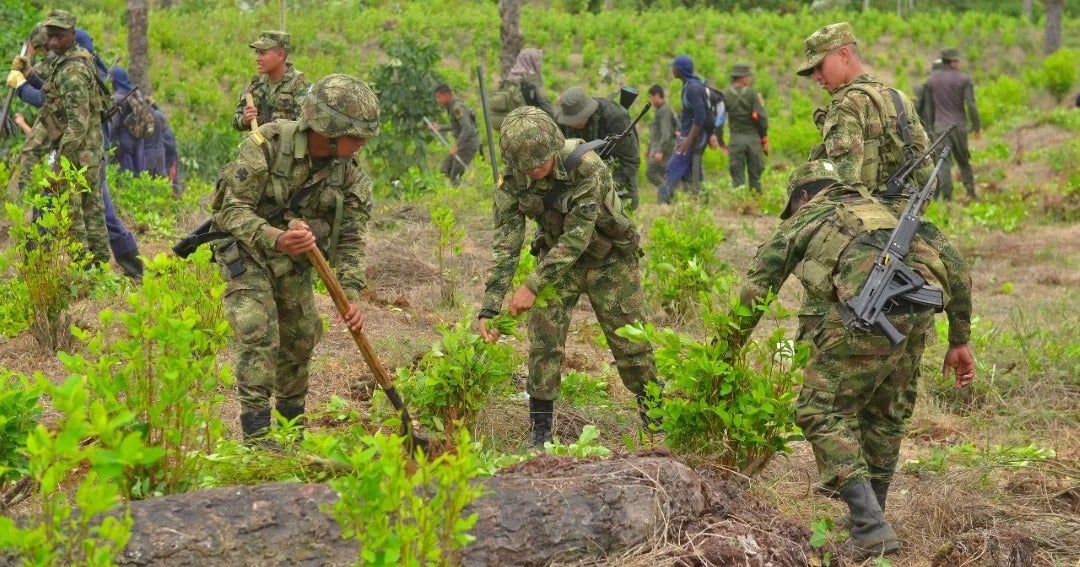 Instrucción es concertar erradicación de cultivos con las comunidades, asegura la Séptima División del Ejército