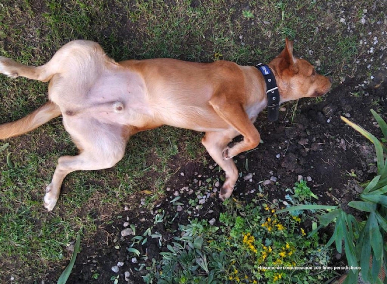 ‘Canelo’ fue adoptado por uno de los veterinarios que lo atendió.