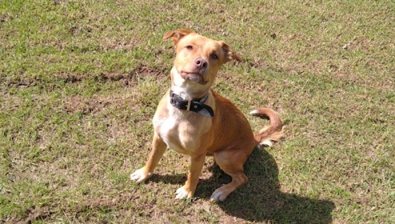 Por el grave ataque del que fue víctima ‘Canelo’, la Fiscalía logró sentencia condenatoria contra el agresor.