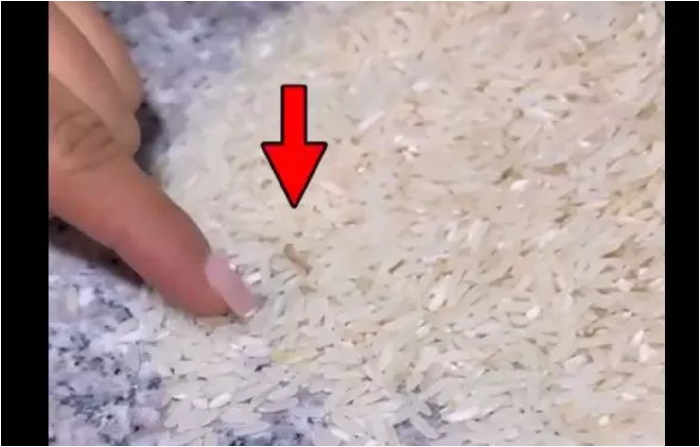 Gusanos en el arroz