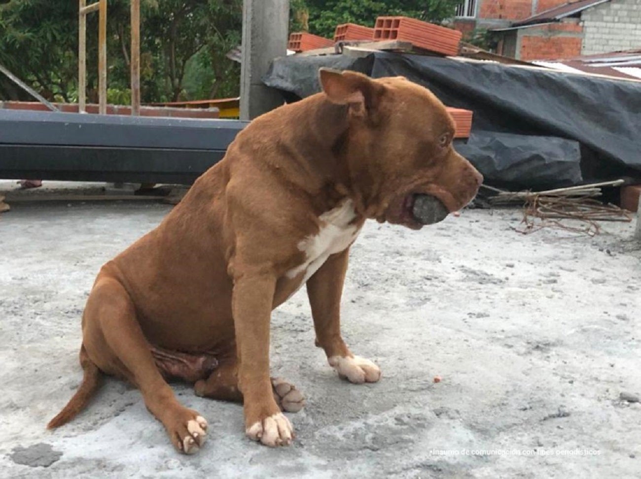 ‘Zeus’ falleció debido a la gravedad de las heridas que le causó el atropellamiento del que fue víctima.