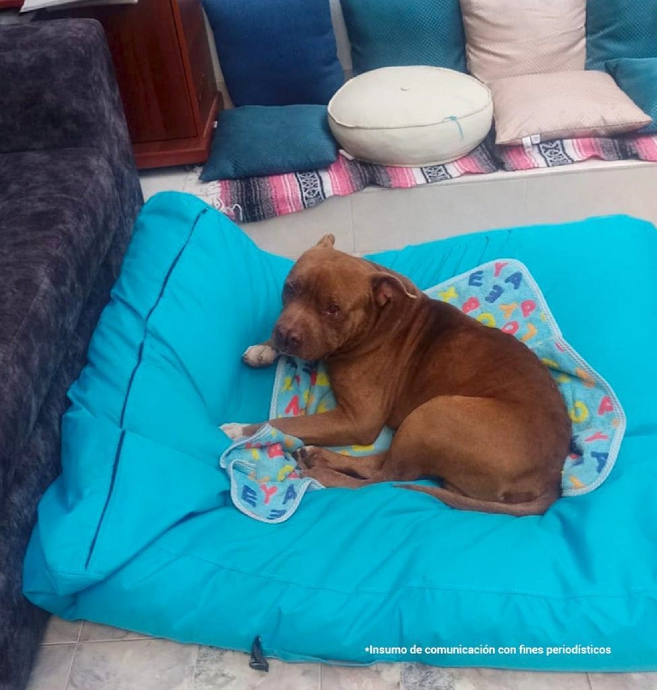 ‘Zeus’ falleció debido a la gravedad de las heridas que le causó el atropellamiento del que fue víctima.