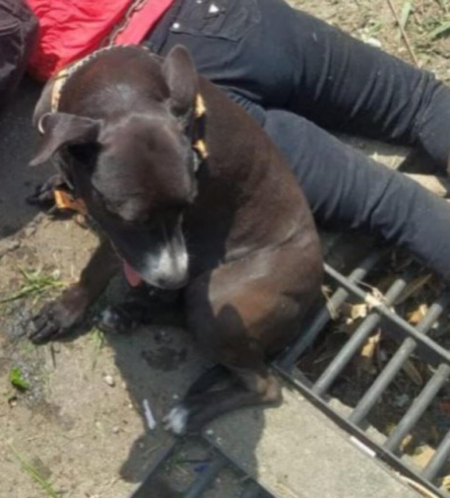 Perrita Pitbull custodió cadáver de su dueña luego de accidente de tránsito en Bello, Antioquia