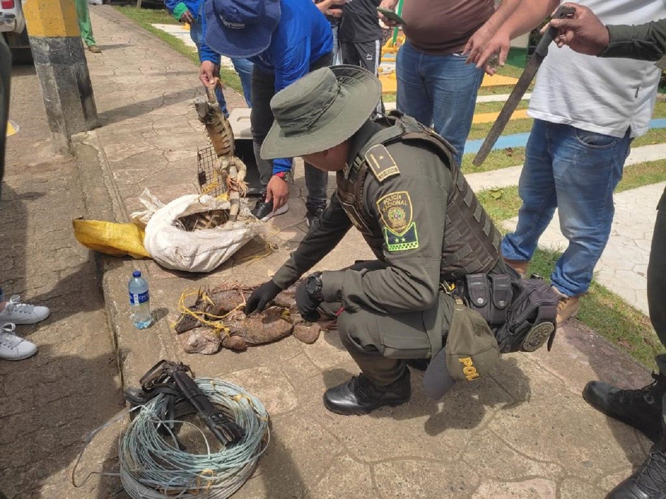 Capturado hombre en Antioquia por intentar comercializar iguanas