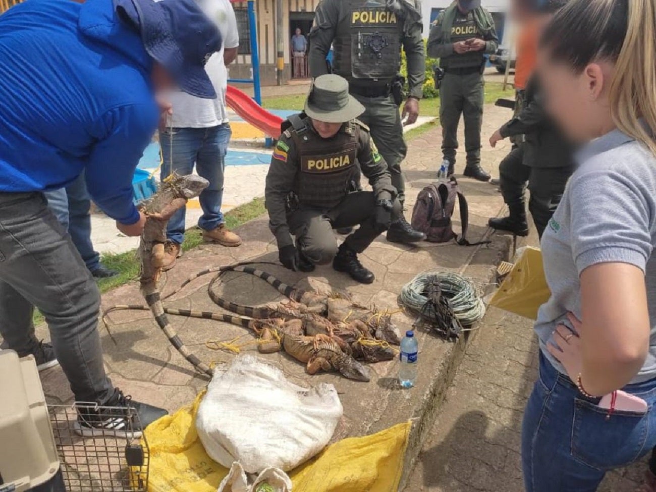 Capturado hombre en Antioquia por intentar comercializar iguanas